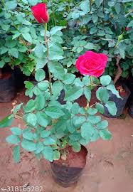 Rose Tree